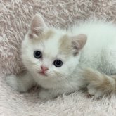 スコティッシュフォールド(立ち耳)