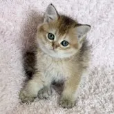 ブリティッシュショートヘア