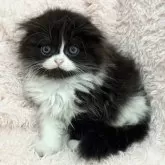 スコティッシュフォールド(折れ耳)