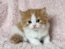 スコティッシュフォールド(立ち耳)【三重県・女の子・2025年6月1日・レッドタビー&ホワイト】の写真6