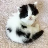 スコティッシュフォールド(立ち耳)【三重県・男の子・2024年12月25日・ブラック&ホワイト】の写真2