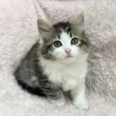 サイベリアン【三重県・女の子・2025年2月17日・ブラウンタビー&ホワイト】の写真2