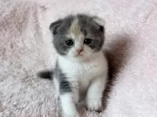 スコティッシュフォールド(折れ耳)【三重県・女の子・2025年5月18日・ダイリュートキャリコ】の写真2