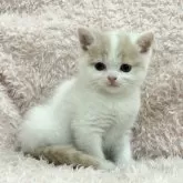 スコティッシュフォールド(立ち耳)【三重県・女の子・2025年9月11日・クリームタビー&ホワイト】の写真2