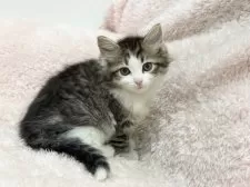 サイベリアン【三重県・女の子・2025年2月17日・ブラウンタビー&ホワイト】の写真3