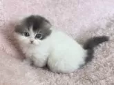 スコティッシュフォールド(折れ耳)【三重県・男の子・2024年11月11日・ブルータビー&ホワイト】の写真7