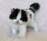 スコティッシュフォールド(立ち耳)【三重県・男の子・2024年12月25日・ブラック&ホワイト】の写真3