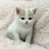 スコティッシュフォールド(立ち耳)【三重県・女の子・2025年9月11日・クリームタビー&ホワイト】の写真3