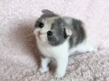 スコティッシュフォールド(折れ耳)【三重県・女の子・2025年5月18日・ダイリュートキャリコ】の写真3