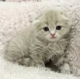 スコティッシュフォールド(折れ耳)【三重県・男の子・2025年9月15日・クリームタビー&ホワイト】の写真6