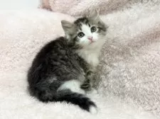 サイベリアン【三重県・女の子・2025年2月17日・ブラウンタビー&ホワイト】の写真4