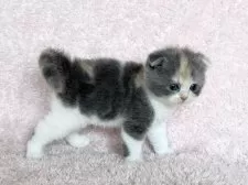 スコティッシュフォールド(折れ耳)【三重県・女の子・2025年5月18日・ダイリュートキャリコ】の写真4