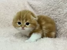 スコティッシュフォールド(折れ耳)【三重県・男の子・2026年1月23日・レッドタビー&ホワイト】の写真5