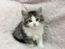 サイベリアン【三重県・女の子・2025年2月17日・ブラウンタビー&ホワイト】の写真5