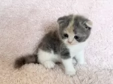 スコティッシュフォールド(折れ耳)【三重県・女の子・2025年5月18日・ダイリュートキャリコ】の写真5