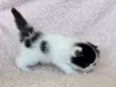 スコティッシュフォールド(立ち耳)【三重県・男の子・2024年12月25日・ブラック&ホワイト】の写真5