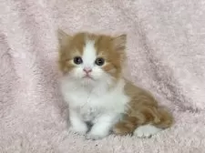 スコティッシュフォールド(立ち耳)【三重県・女の子・2025年6月1日・レッドタビー&ホワイト】の写真10