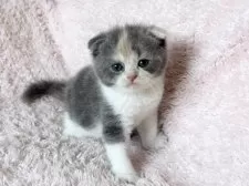 スコティッシュフォールド(折れ耳)【三重県・女の子・2025年5月18日・ダイリュートキャリコ】の写真6