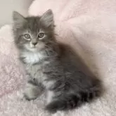 サイベリアン【三重県・女の子・2024年10月21日・ブルー&ホワイト】の写真2