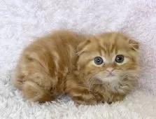 スコティッシュフォールド(折れ耳)【三重県・男の子・2024年12月30日・レッドタビー】の写真2