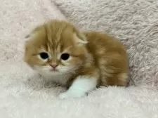 スコティッシュフォールド(折れ耳)【三重県・男の子・2026年1月23日・レッドタビー&ホワイト】の写真6