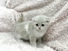 スコティッシュフォールド(折れ耳)【三重県・男の子・2025年3月31日・クリーム&ホワイト】の写真6