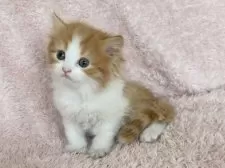 スコティッシュフォールド(立ち耳)【三重県・女の子・2025年6月1日・レッドタビー&ホワイト】の写真11