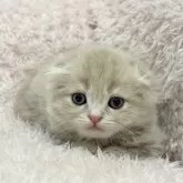 スコティッシュフォールド(折れ耳)【三重県・男の子・2025年9月15日・クリームタビー&ホワイト】の写真11