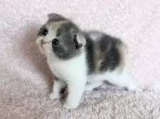 スコティッシュフォールド(折れ耳)【三重県・女の子・2025年5月18日・ダイリュートキャリコ】の写真7