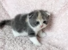 スコティッシュフォールド(折れ耳)【三重県・女の子・2025年5月18日・ダイリュートキャリコ】の写真8