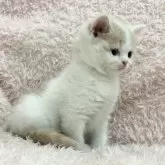 スコティッシュフォールド(立ち耳)【三重県・女の子・2025年9月11日・クリームタビー&ホワイト】の写真8