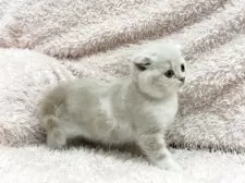 スコティッシュフォールド(折れ耳)【三重県・男の子・2025年3月31日・クリーム&ホワイト】の写真9