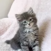 サイベリアン【三重県・女の子・2024年10月21日・ブルー&ホワイト】の写真5