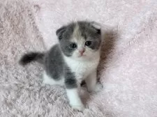 スコティッシュフォールド(折れ耳)【三重県・女の子・2025年5月18日・ダイリュートキャリコ】の写真9