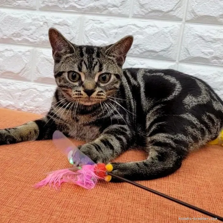 ID：2304-02316の子猫