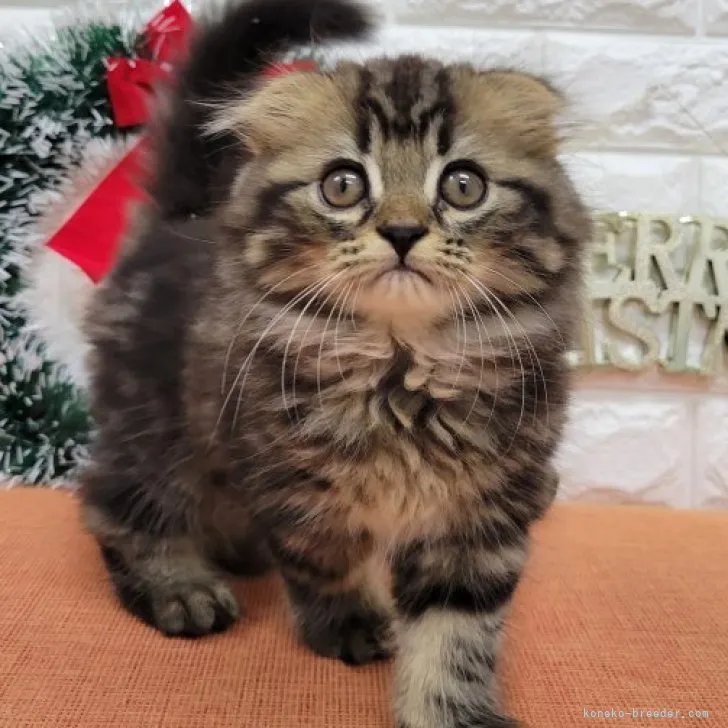 ID:2311-00720の子猫