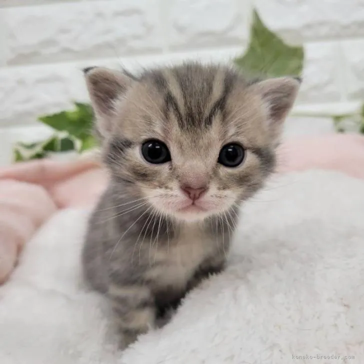 ID:2301-01904の子猫