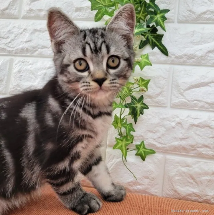 N.M 様のお迎えした子猫