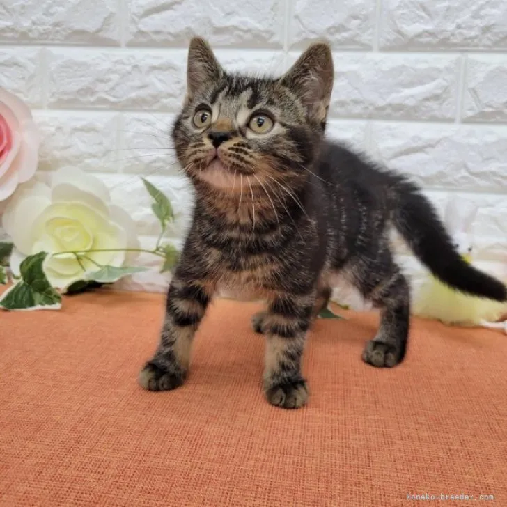 ID:2302-00820の子猫