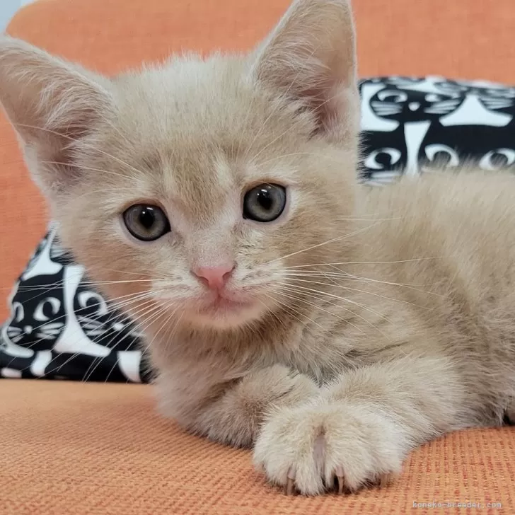 ID：2404-02429の子猫