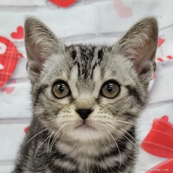 ID:2404-00505の子猫