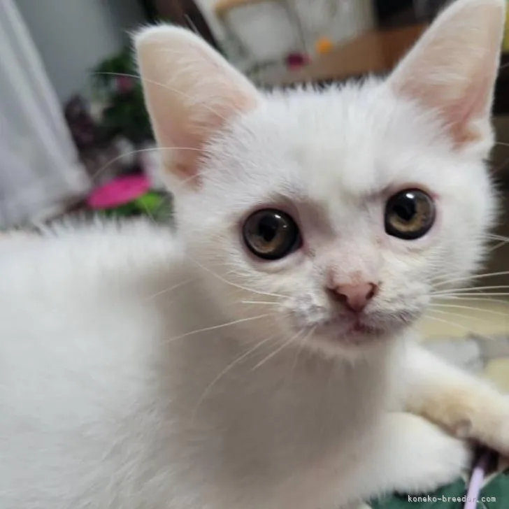 ID:2209-01277の子猫