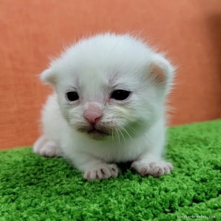 ID:2308-02124の子猫