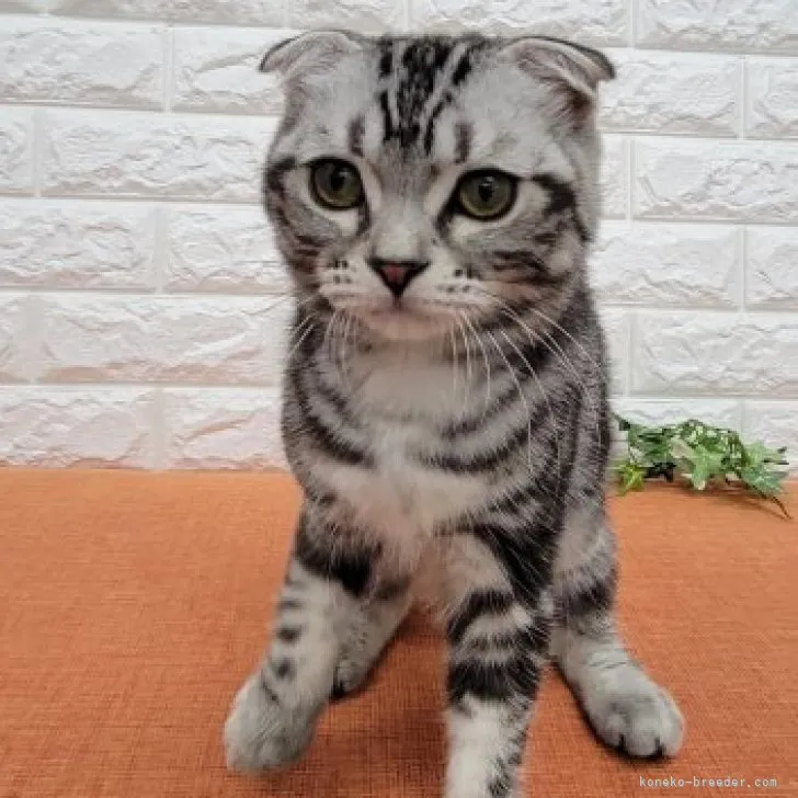 ID：2302-01550の子猫