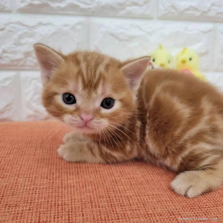 ID:2302-01034の子猫