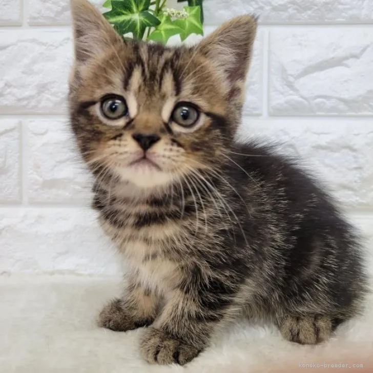 ID：2309-02503の子猫