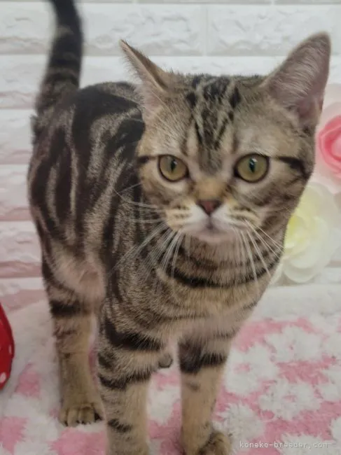 ID：2204-01418の子猫