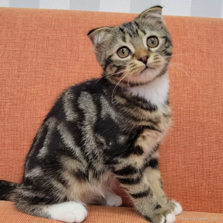 JS 様のお迎えした子猫