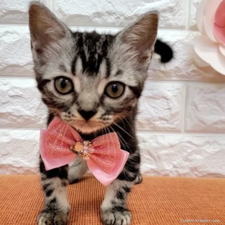 ID：2306-03597の子猫