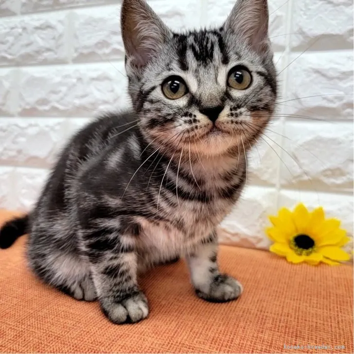 ID:2306-03596の子猫